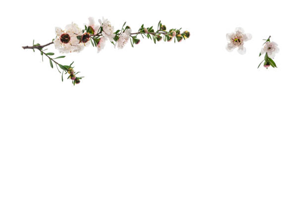 White Manuka Tree Flowers On White Background With Copy Space Below Stock  Photo - Download Image Now - iStock