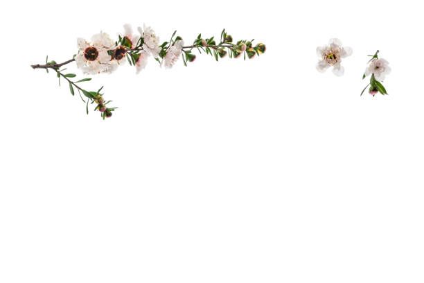 White Manuka Tree Flowers On White Background With Copy Space Below Stock Photo - Download Image Now - iStock White Manuka Tree Flowers On White Background With Copy Space Below Stock Photo - Download Image Now - iStock