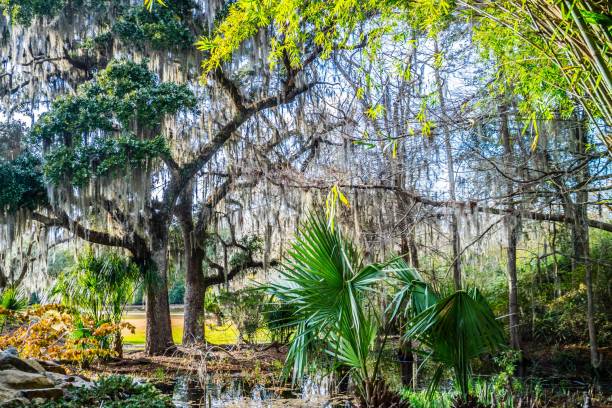 istock Huge old Oak Trees in Avery Island, Louisiana 1087098886