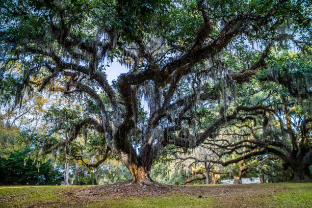 istock Huge old Oak Trees in Avery Island, Louisiana 1087098904