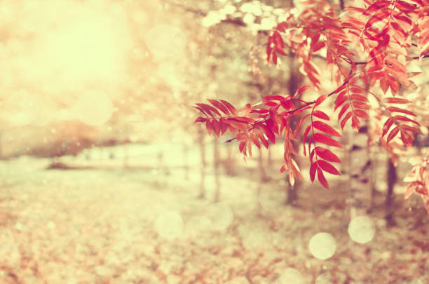Colorful natural background. Autumn landscape in retro style