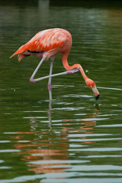 istock Flamingo in the pond 1087101884