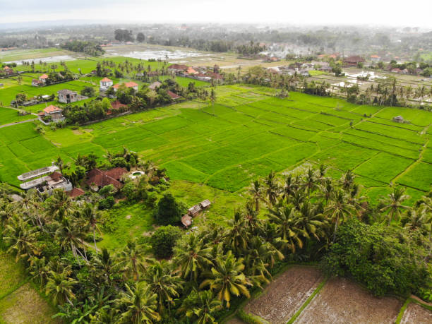 istock Aerial view of Terraced Rice Paddy fields in Ubud, Bali 1087104346