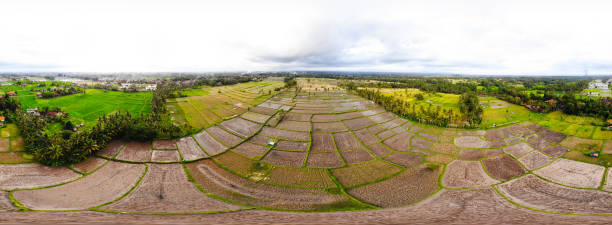 istock Panoramic view of Terraced Rice Fields in Ubud, Bali 1087104402
