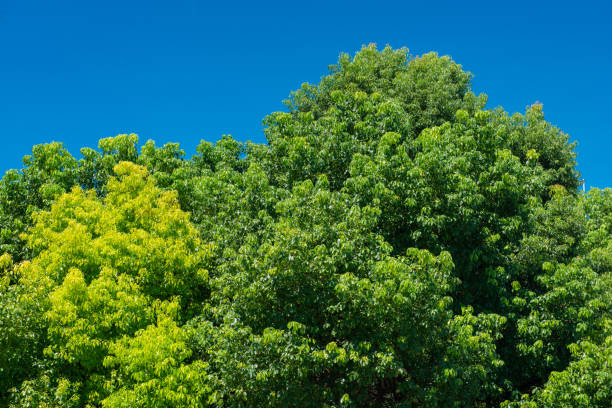istock The crown of the camphor under the blue sky 1087105806
