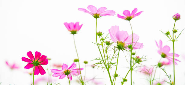 istock the back light Gesang flower In the field 1087107244