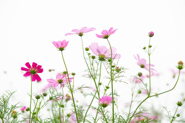 istock the back light Gesang flower In the field 1087107246