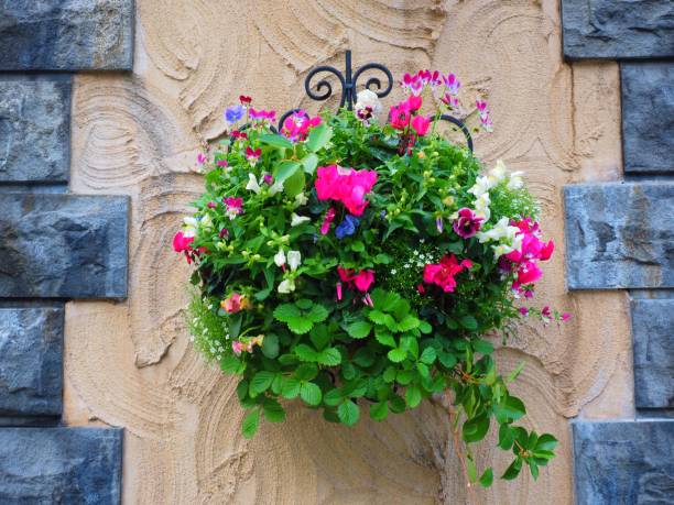 hanging flower pot on wall