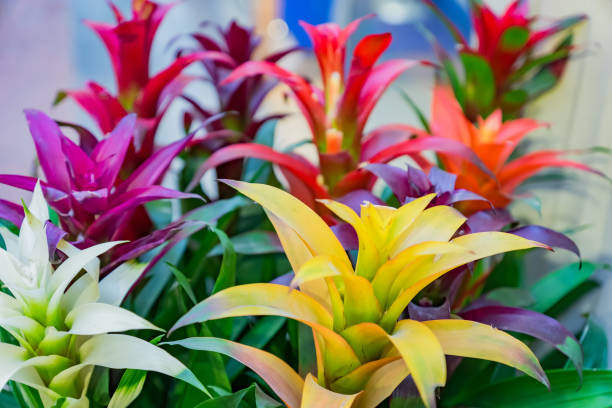 istock colorful blooming bromeliad flowers indoors, soft focus 1087109212