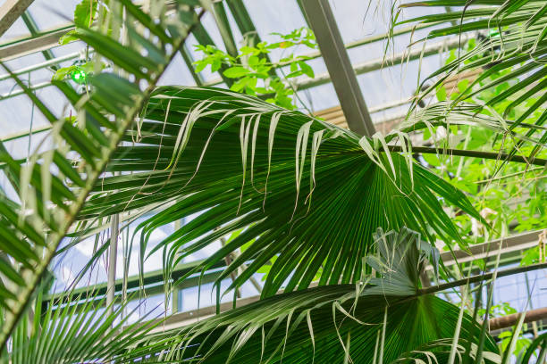 istock Various tropical plants in green house. Lush foliage 1087109248