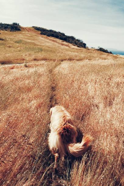 istock A golden retriever dog tracks the path through the high grass 1087113884
