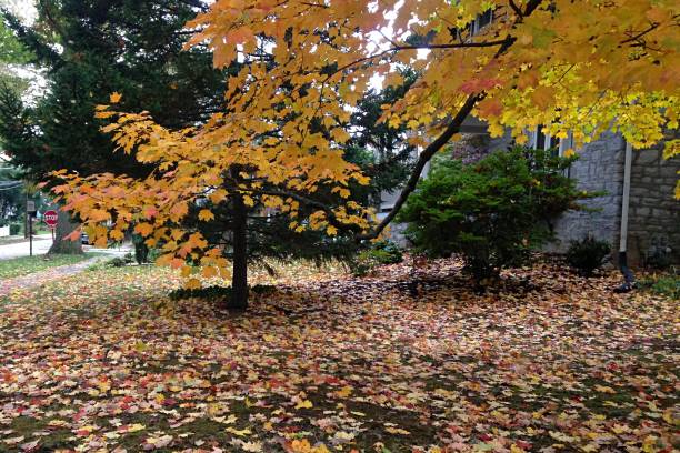 istock A magical Autumn scene in the suburbs 1087114048