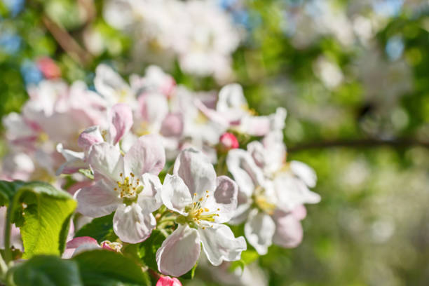 istock Closeup of flowering apple tree in spring