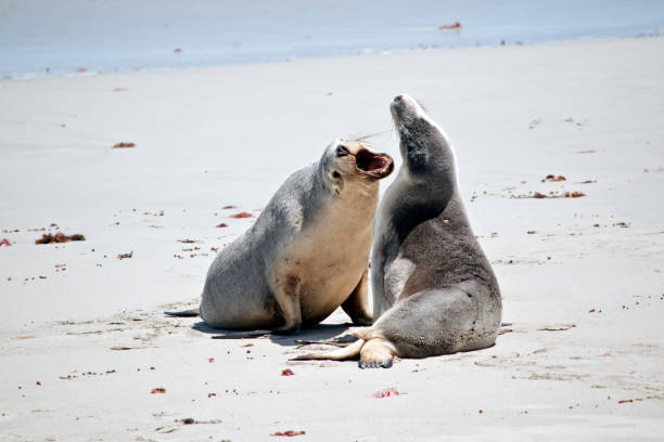 istock sea-lions on the beach 1087115814