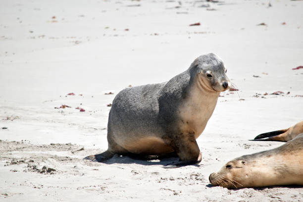 istock sea-lion on the beach 1087115864