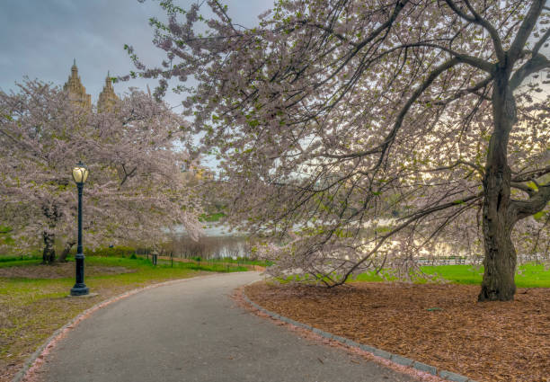 istock Central Park, New York City in spring 1087117158