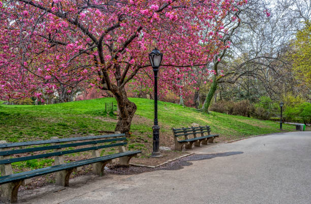 istock Central Park, New York City in spring 1087117248