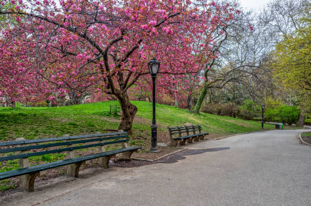istock Central Park, New York City in spring 1087117316