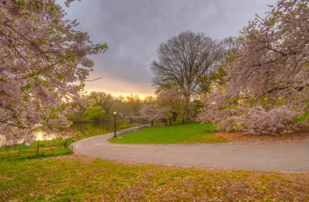 istock Central Park, New York City in spring 1087117332