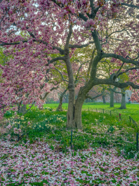 istock Central Park, New York City in spring 1087117536