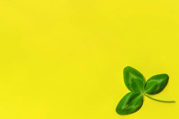 istock One natural clover leaf on yellow background. St.Patrick 's Day concept. Top view Copy space 1087119366