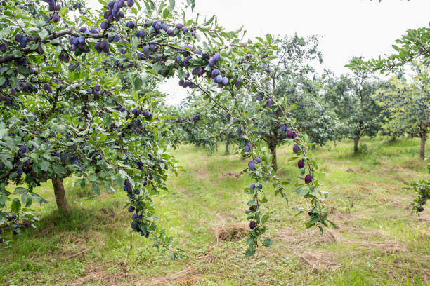 istock Plums. Fresh blue plums on a branch. 1087121306