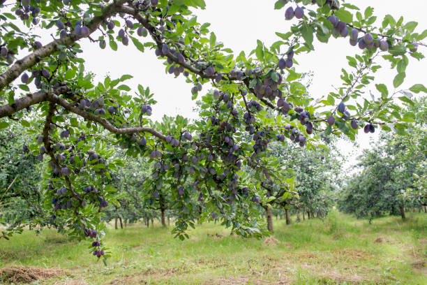 istock Plums. Fresh blue plums on a branch. 1087121490