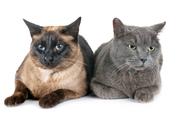 istock Chartreux cat and siamese cat 1087123408
