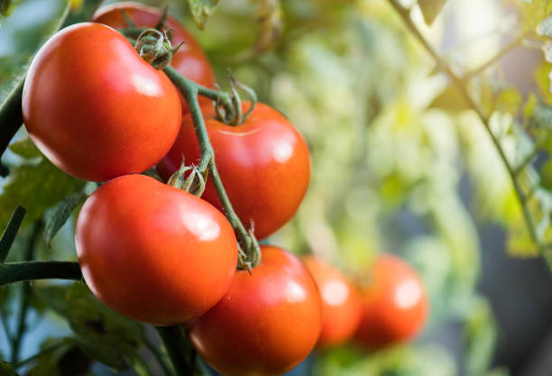 istock Ripe tomatoes in garden ready to harvest 1087125370
