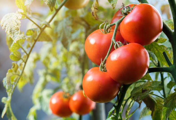 istock Ripe tomatoes in garden ready to harvest 1087125406