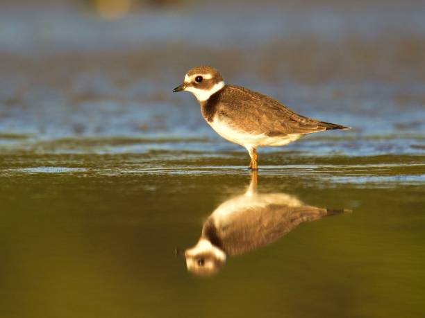 istock The little ringed plover (Charadrius dubius) , juvenile bird, reflection in water 1087125528
