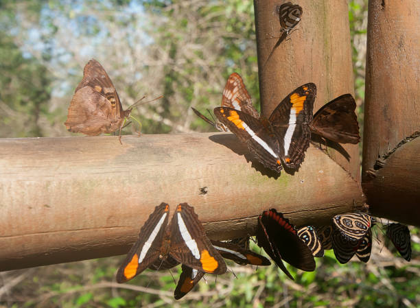 istock Butterfly resting on wood 1087129532