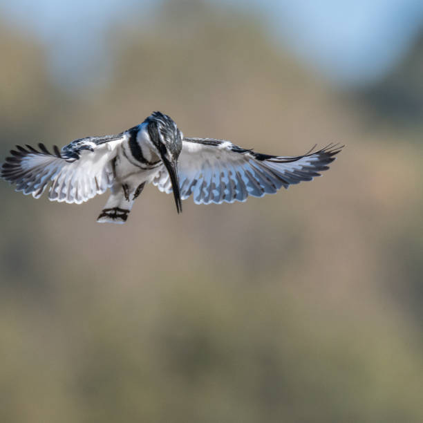 istock Single isolated pied kingfisher in action- Israel 1087133190