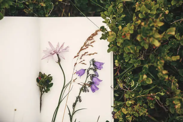 Top view of wildflowers and gathered herbs on paper notebook on blueberry bushes in mountains. Summer travel essentials in mountains. Herbarium