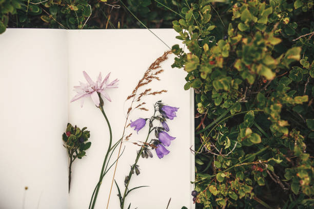 widok z góry na kwiaty i zebrane zioła na papierowym notatniku na krzewach borówki w górach. letnie podróże podstawowe w górach. zielnik - herbarium zdjęcia i obrazy z banku zdjęć