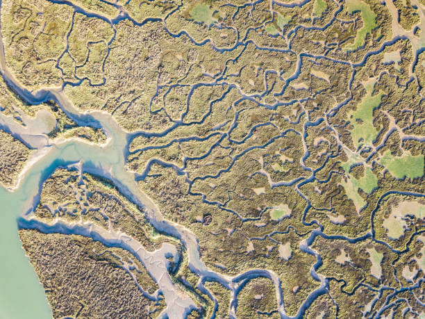 istock abstract view of marshland 1087139124