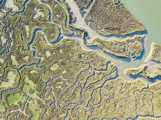 abstract view of marshland