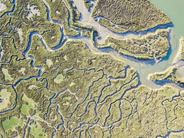 istock abstract view of marshland 1087140364