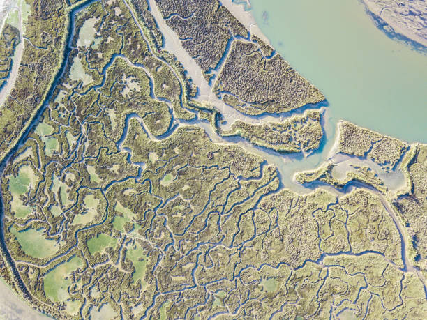 istock abstract view of marshland 1087141940