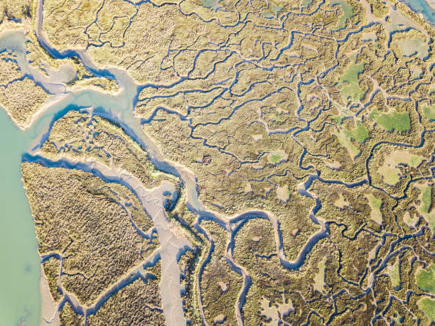 istock abstract view of marshland 1087142084