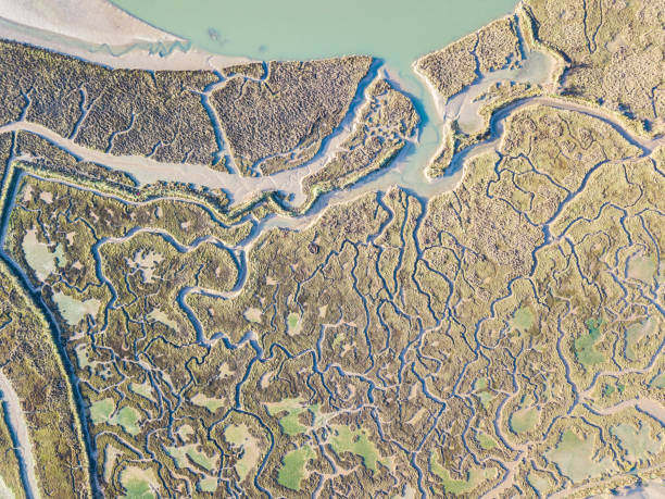 istock abstract view of marshland 1087142636