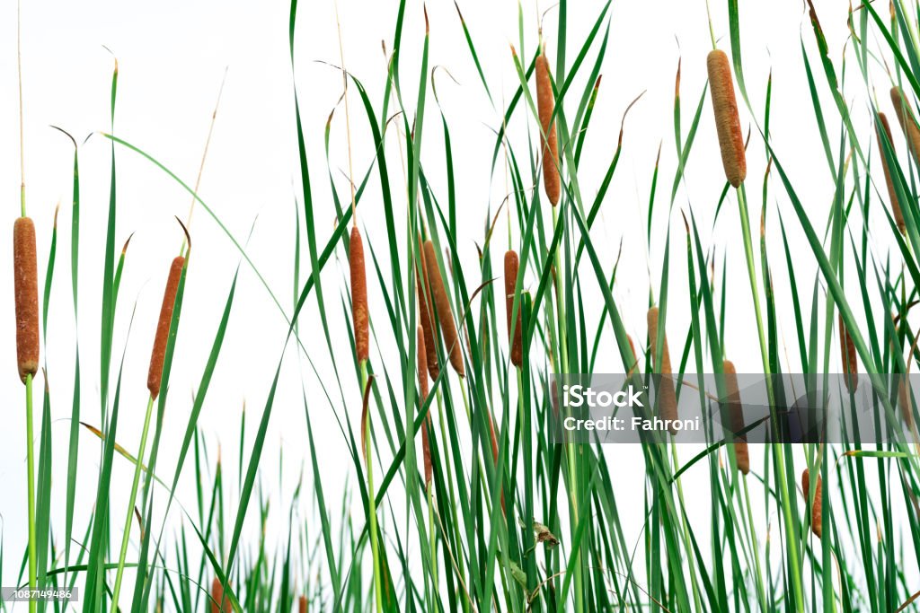 Kolom Typha Angustifolia Rumput Hijau Dan Bunga Coklat Ekor Kucing