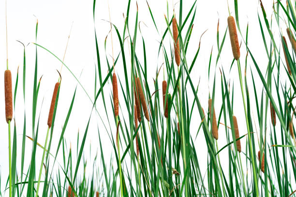 istock Typha angustifolia field. Green grass and brown flowers. Cattails isolated on white background. Plant's leaves are flat, very narrow and tall. The stalks are topped with brown, fluffy, sausage-shaped 1087149486