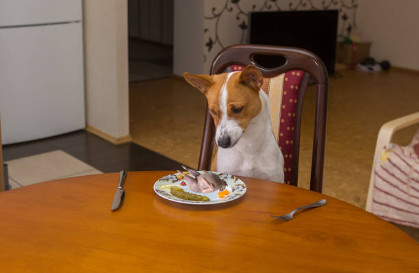 istock Basenji shows dissatisfaction looking at this strange body 1087156792
