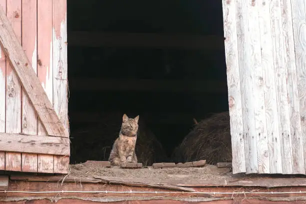 Cat sitting in the attic in the hayloft