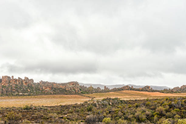 Rooibos tea plantations near Wupperthal in the Cederberg Mountains Rooibos tea plantations next to the road between  Eselbank and Wupperthal in the Cederberg Mountains of the Western Cape Province cederberg mountains photos stock pictures, royalty-free photos & images