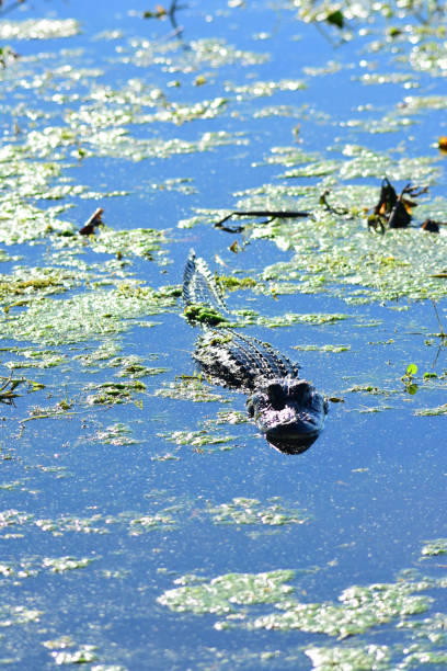 istock Young alligator facing camera while floating about among pond scum 1087160014