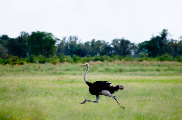 African Ostrich African Ostrich - Okavango Delta - Botswana ostrich stock pictures, royalty-free photos & images