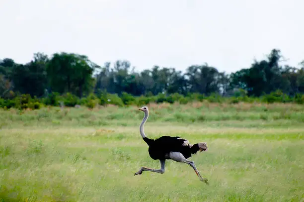 African Ostrich - Okavango Delta - Botswana