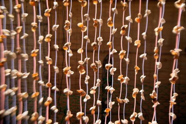 istock Seashell mobile hanging in the  building. 1087172340
